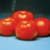 Better Bush Hybrid Tomato Seeds(Better Bush Hybrid Tomato Seeds) -Pepper Joe shop betterbush