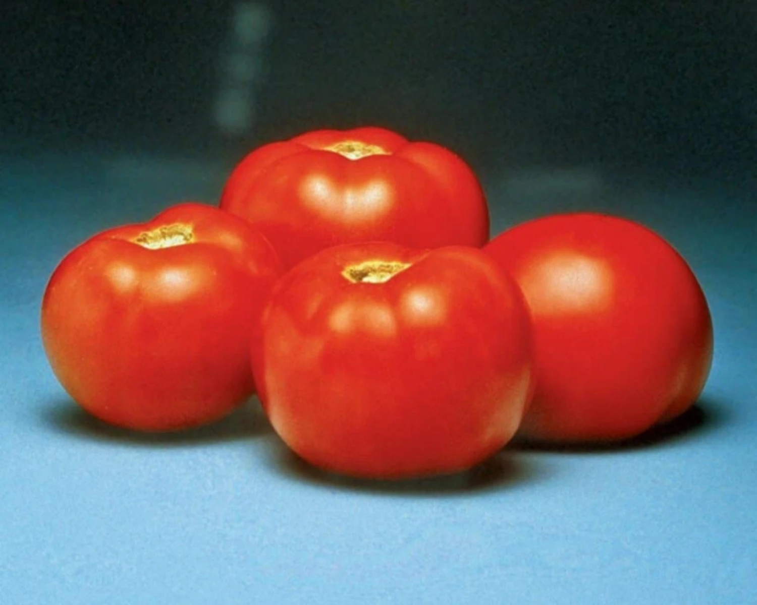 Better Bush Hybrid Tomato Seeds(Better Bush Hybrid Tomato Seeds) 3 Better Bush Hybrid Tomato Seeds(Better Bush Hybrid Tomato Seeds)