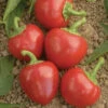 Big Bomb Pepper Seeds - Treated(Big Bomb Pepper Seeds Treated) -Pepper Joe shop big bomb pepper seeds 1