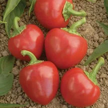 Big Bomb Pepper Seeds(Big Bomb Pepper Seeds)