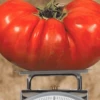 Big Zac™ Hybrid Tomato Seeds(Big Zac Hybrid Tomato Seeds) 1 Big Zac™ Hybrid Tomato Seeds(Big Zac Hybrid Tomato Seeds) -Pepper Joe shop bigzac