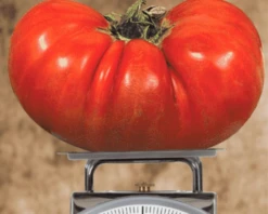 Big Zac™ Hybrid Tomato Seeds(Big Zac Hybrid Tomato Seeds)