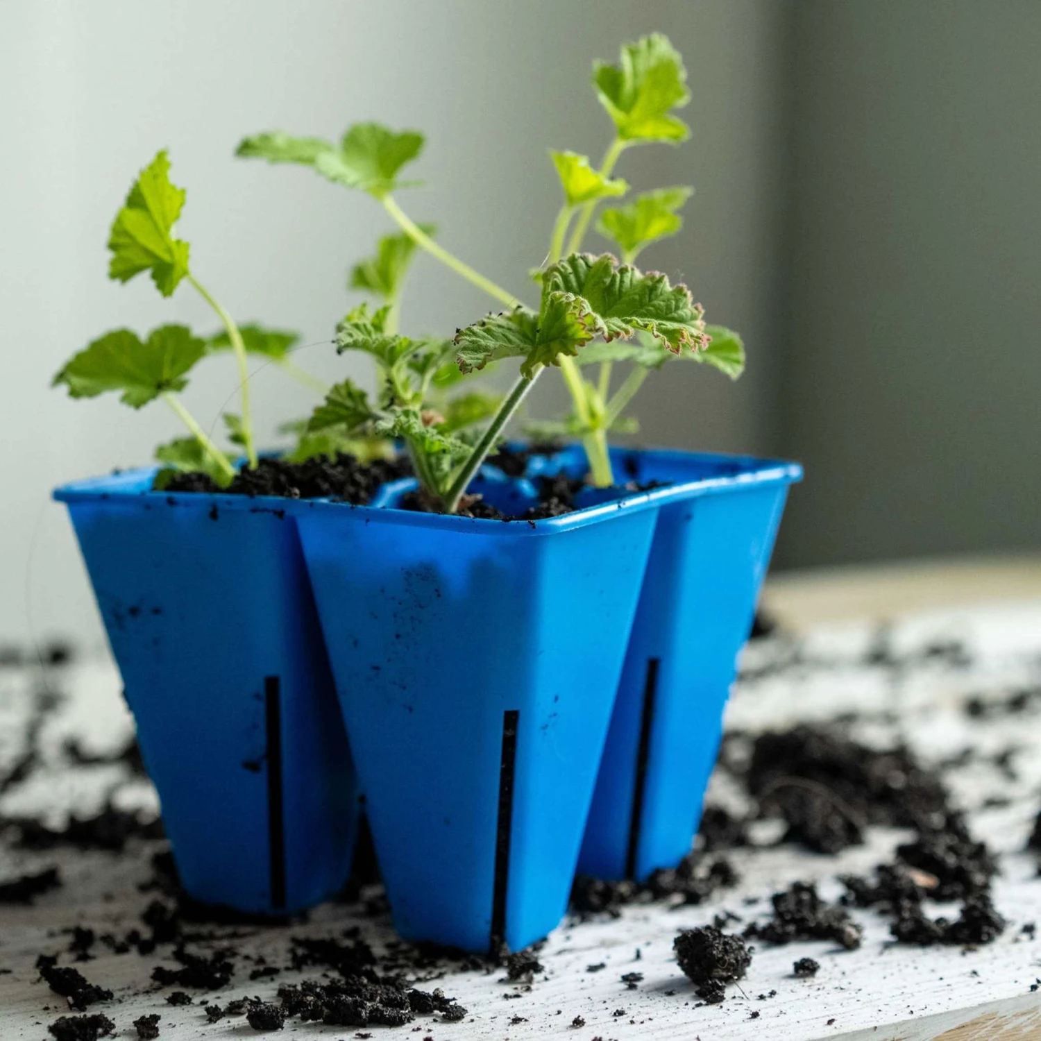 4 Cell Plug Tray Inserts(4 Cell Plug Tray Inserts) 12 4 Cell Plug Tray Inserts(4 Cell Plug Tray Inserts) - Image 10