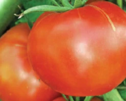 Buckbee's™ Abraham Lincoln Tomato Seeds(Buckbees Abraham Lincoln Tomato Seeds)