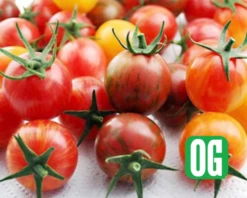 Artisan Series Bumblebee Mix Tomato Seeds(Artisan Series Bumblebee Mix Tomato Seeds)