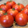 Burpee's Big Boy Hybrid Tomato Seeds(Burpees Big Boy Hybrid Tomato Seeds) 2 Burpee's Big Boy Hybrid Tomato Seeds(Burpees Big Boy Hybrid Tomato Seeds) -Pepper Joe shop burpeebigboy