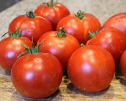 Burpee's Big Boy Hybrid Tomato Seeds(Burpees Big Boy Hybrid Tomato Seeds)