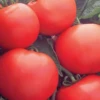 Bush Champion II Hybrid Tomato Seeds(Bush Champion Ii Hybrid Tomato Seeds) -Pepper Joe shop bushchampion