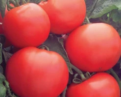Bush Champion II Hybrid Tomato Seeds(Bush Champion Ii Hybrid Tomato Seeds)