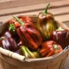 Candy Cane Chocolate Cherry Pepper Seeds(Candy Cane Chocolate Cherry Pepper Seeds) -Pepper Joe shop candy cane chocolate cherry pepper seeds