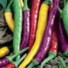 Pepper Joe Cayenne Blend Pepper Seeds(Pepper Joe Cayenne Blend) -Pepper Joe shop cayenne blend seeds