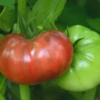 Cherokee Carbon Hybrid Tomato Seeds(Cherokee Carbon Hybrid Tomato Seeds) 1 Cherokee Carbon Hybrid Tomato Seeds(Cherokee Carbon Hybrid Tomato Seeds) -Pepper Joe shop cherokeecarbon
