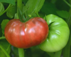 Cherokee Carbon Hybrid Tomato Seeds(Cherokee Carbon Hybrid Tomato Seeds)