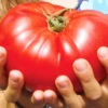 Country Taste Hybrid Tomato Seeds(Country Taste Hybrid Tomato Seeds)