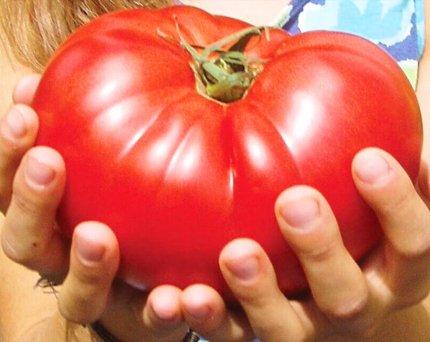 Country Taste Hybrid Tomato Seeds(Country Taste Hybrid Tomato Seeds) 3 Country Taste Hybrid Tomato Seeds(Country Taste Hybrid Tomato Seeds)