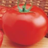 Delicious Tomato Seeds(Delicious Tomato Seeds) -Pepper Joe shop delicious 85040f96 6a4d 4def 99fd f9c2b021f1fe