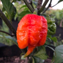 Dragon's Breath Chili Pepper Seeds(Dragon S Breath Chili Pepper Seeds) 15 Dragon's Breath Chili Pepper Seeds(Dragon S Breath Chili Pepper Seeds) -Pepper Joe shop dragons breath