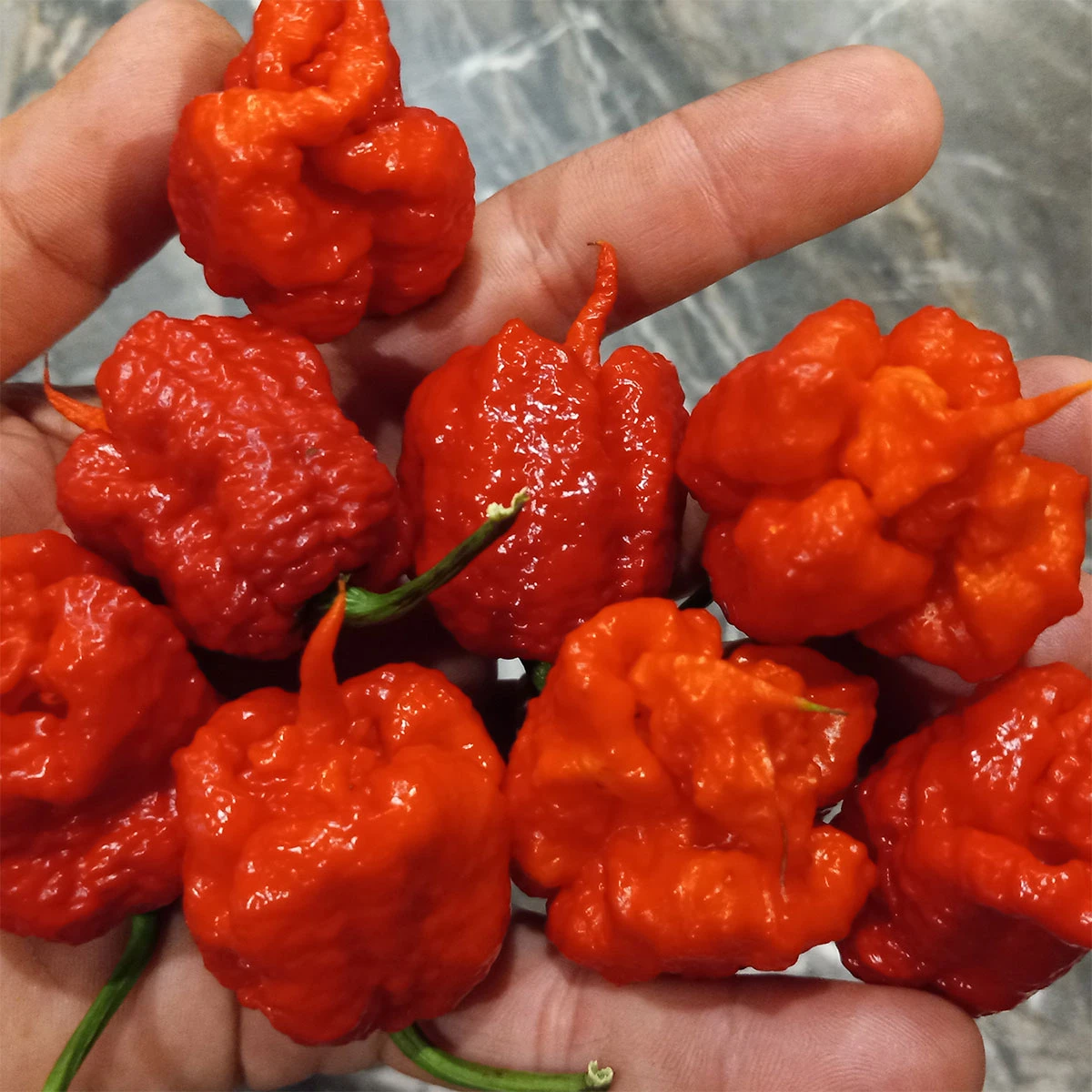 Dragon's Breath Chili Pepper Seeds(Dragon S Breath Chili Pepper Seeds) 4 Dragon's Breath Chili Pepper Seeds(Dragon S Breath Chili Pepper Seeds) - Image 2