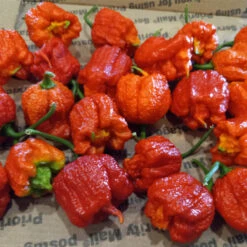 Dragon's Breath Chili Pepper Seeds(Dragon S Breath Chili Pepper Seeds) 11 Dragon's Breath Chili Pepper Seeds(Dragon S Breath Chili Pepper Seeds) -Pepper Joe shop dragons breath seeds