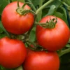 Early Girl Hybrid Tomato Seeds(Early Girl Hybrid Tomato Seeds) 2 Early Girl Hybrid Tomato Seeds(Early Girl Hybrid Tomato Seeds) -Pepper Joe shop earlygirl