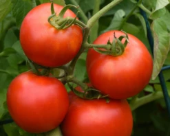 Early Girl Hybrid Tomato Seeds(Early Girl Hybrid Tomato Seeds)