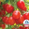 Fantastico Hybrid Tomato Seeds(Fantastico Hybrid Tomato Seeds) 2 Fantastico Hybrid Tomato Seeds(Fantastico Hybrid Tomato Seeds) -Pepper Joe shop fantastic