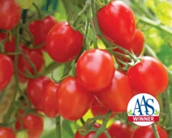 Fantastico Hybrid Tomato Seeds(Fantastico Hybrid Tomato Seeds)
