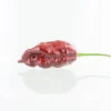 Chocolate Gator Jigsaw Chili Pepper Seeds(Chocolate Gator Jigsaw Chili Pepper Seeds) 1 Chocolate Gator Jigsaw Chili Pepper Seeds(Chocolate Gator Jigsaw Chili Pepper Seeds) -Pepper Joe shop gator jigsaw pepper pod