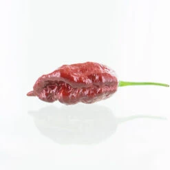 Chocolate Gator Jigsaw Chili Pepper Seeds(Chocolate Gator Jigsaw Chili Pepper Seeds)