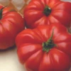 Grandma's Pick Hybrid Tomato Seeds(Grandmas Pick Hybrid Tomato Seeds) 1 Grandma's Pick Hybrid Tomato Seeds(Grandmas Pick Hybrid Tomato Seeds) -Pepper Joe shop grandmaspick