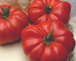 Grandma's Pick Hybrid Tomato Seeds(Grandmas Pick Hybrid Tomato Seeds)