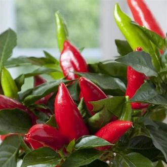 Hot Burrito Pepper Seeds(Hot Burrito Pepper Seeds) 4 Hot Burrito Pepper Seeds(Hot Burrito Pepper Seeds) - Image 2