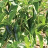 Jalafuego F1 Pepper Seeds(Jalafuego F1 Pepper Seeds) -Pepper Joe shop jalafuego pepper