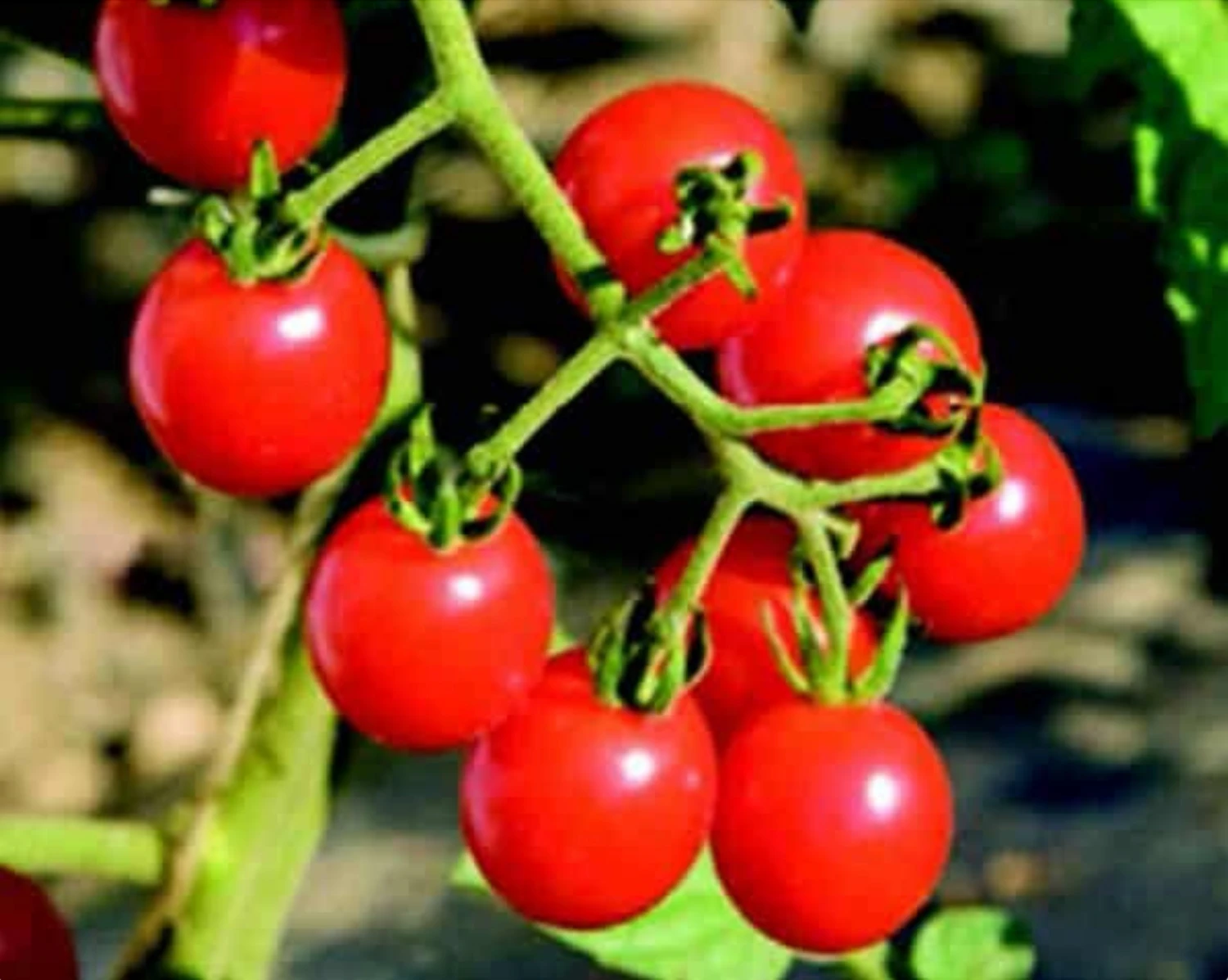 Jasper Hybrid Tomato Seeds(Jasper Hybrid Tomato Seeds) 3 Jasper Hybrid Tomato Seeds(Jasper Hybrid Tomato Seeds)