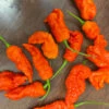 KAOS X Purple Reaper Pepper Seeds(Kaos X Purple Reaper Pepper Seeds) 1 KAOS X Purple Reaper Pepper Seeds(Kaos X Purple Reaper Pepper Seeds) -Pepper Joe shop kaosxpurplereaperpepper