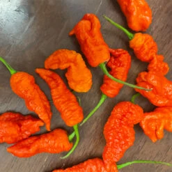 KAOS X Purple Reaper Pepper Seeds(Kaos X Purple Reaper Pepper Seeds)