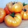 Kellogg's Breakfast Tomato Seeds(Kelloggs Breakfast Tomato Seeds) 2 Kellogg's Breakfast Tomato Seeds(Kelloggs Breakfast Tomato Seeds) -Pepper Joe shop kelloggs breakfast tomato