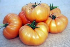 Kellogg's Breakfast Tomato Seeds(Kelloggs Breakfast Tomato Seeds)