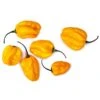 Lemon Habanero Seeds(Lemon Habanero) -Pepper Joe shop lemon habanero hot pepper pepper joes