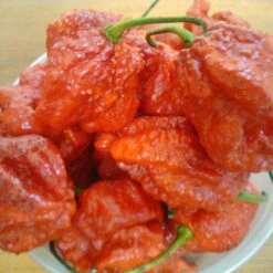 Moruga Satan Strain Red Pepper Seeds (Non-Isolated)(Moruga Satan Strain)