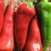 Mosco Chile Pepper Seeds(Mosco Chile Pepper Seeds) -Pepper Joe shop mosco pepper seeds