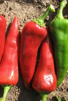 Mosco Chile Pepper Seeds(Mosco Chile Pepper Seeds)