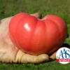 Mountain Rouge Hybrid Tomato Seeds(Mountain Rouge Hybrid Tomato Seeds) -Pepper Joe shop mountainrouge