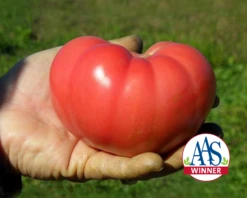 Mountain Rouge Hybrid Tomato Seeds(Mountain Rouge Hybrid Tomato Seeds)