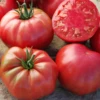 Mrs. Maxwell's Big Italian Heirloom Tomato Seeds(Mrs Maxwells Big Italian Heirloom Tomato Seeds) -Pepper Joe shop mrsmaxwells