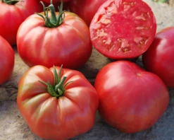Mrs. Maxwell's Big Italian Heirloom Tomato Seeds(Mrs Maxwells Big Italian Heirloom Tomato Seeds)