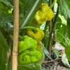 Mustard Reaper Pepper Seeds (Non-Isolated)(Mustard Reaper Pepper Seeds) -Pepper Joe shop mustard reaper