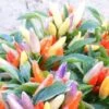 NuMex Easter Ornamental Pepper Seeds(Numex Easter Ornamental Pepper Seeds) -Pepper Joe shop numex easter ornamental pepper seeds