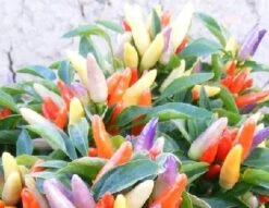 NuMex Easter Ornamental Pepper Seeds(Numex Easter Ornamental Pepper Seeds)