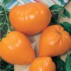 Orange Strawberry Tomato Seeds(Orange Strawberry Tomato Seeds) -Pepper Joe shop orangestrawberry dedad31a 504b 4acd b9b2 4e0fbd795ebc